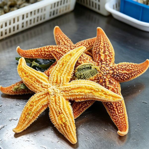 Frozen Golden Sea Stars with Roe